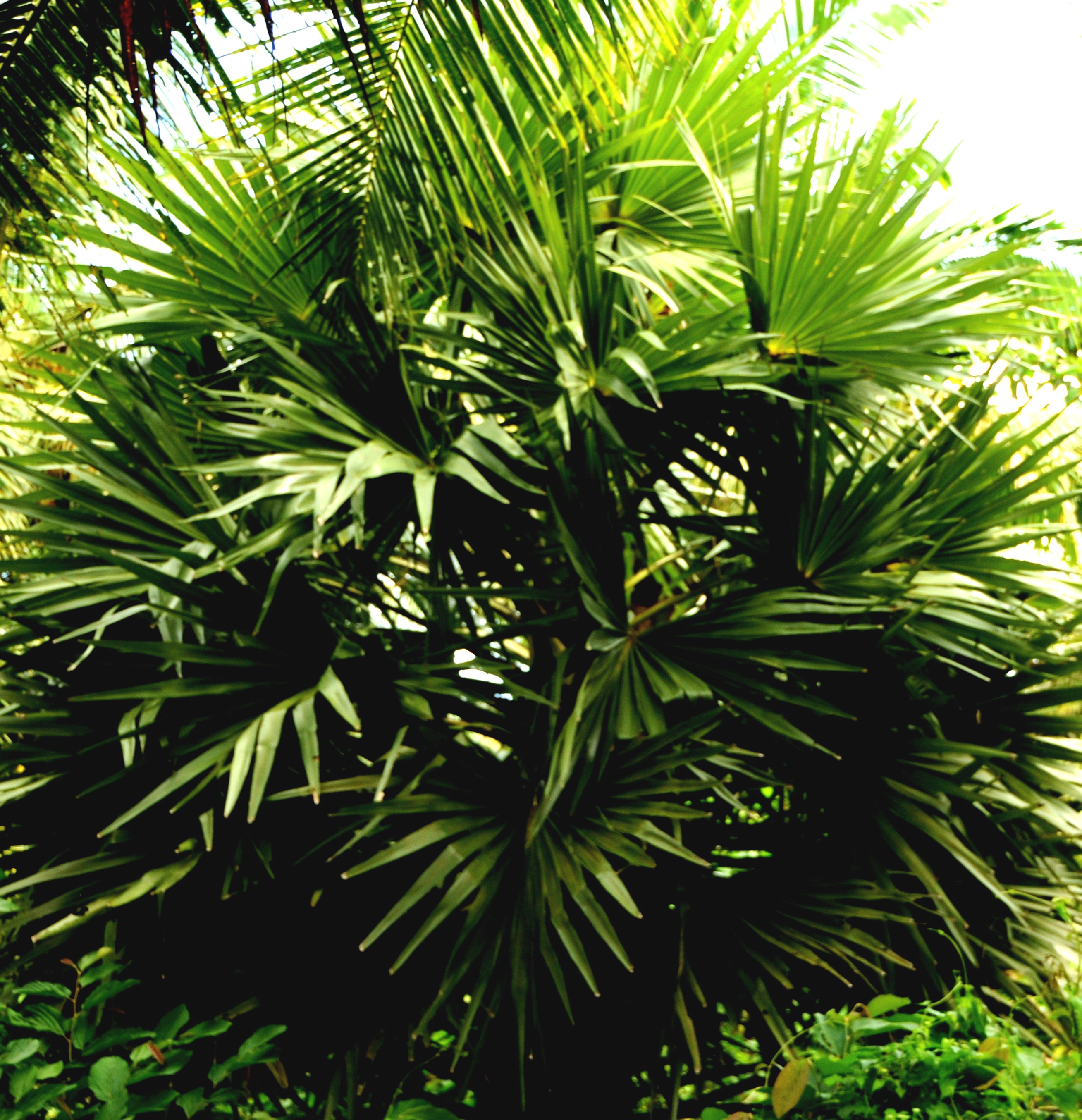 Borassus flabellifer