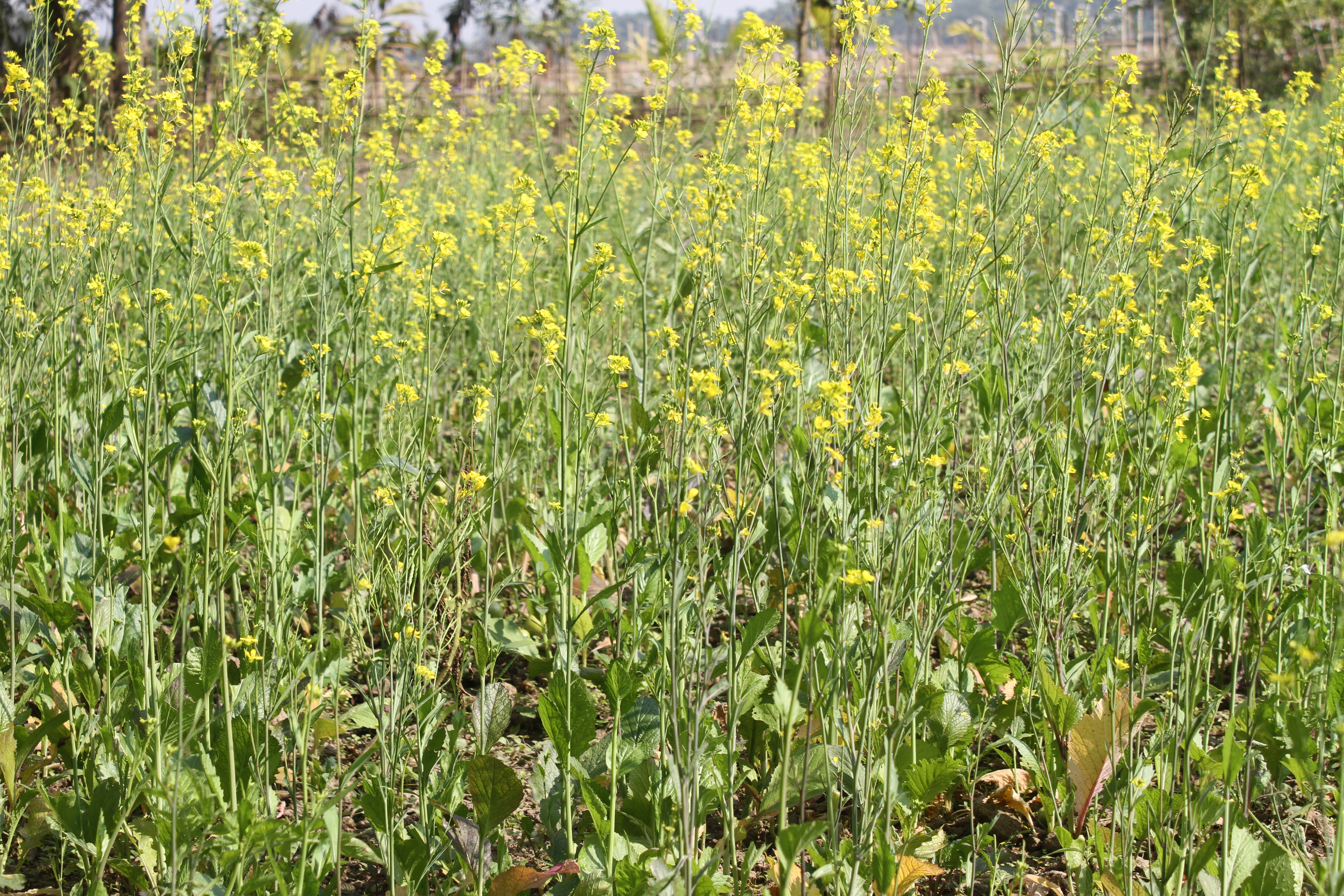 Brassica campestris