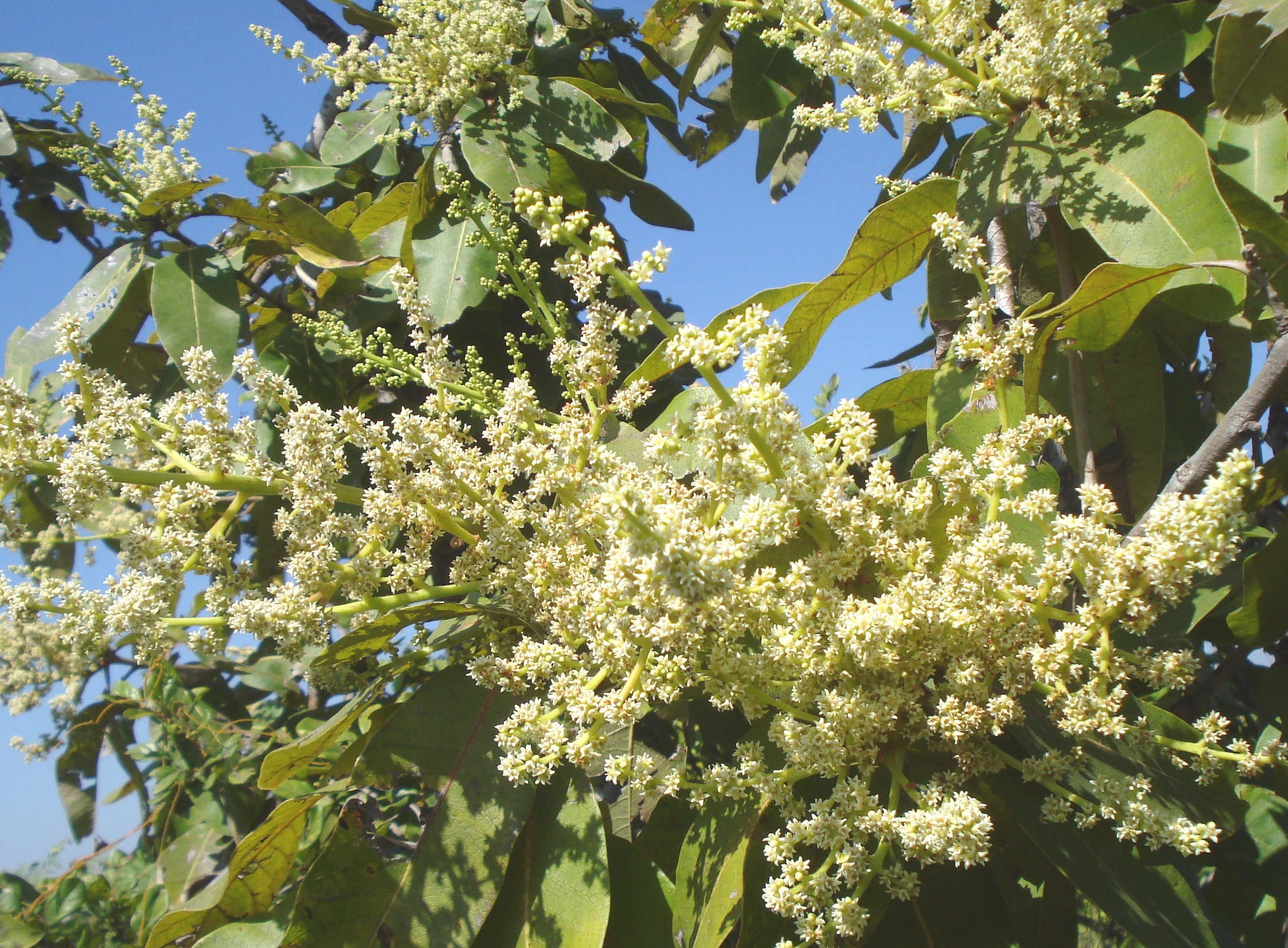 Buchanania lanzan
