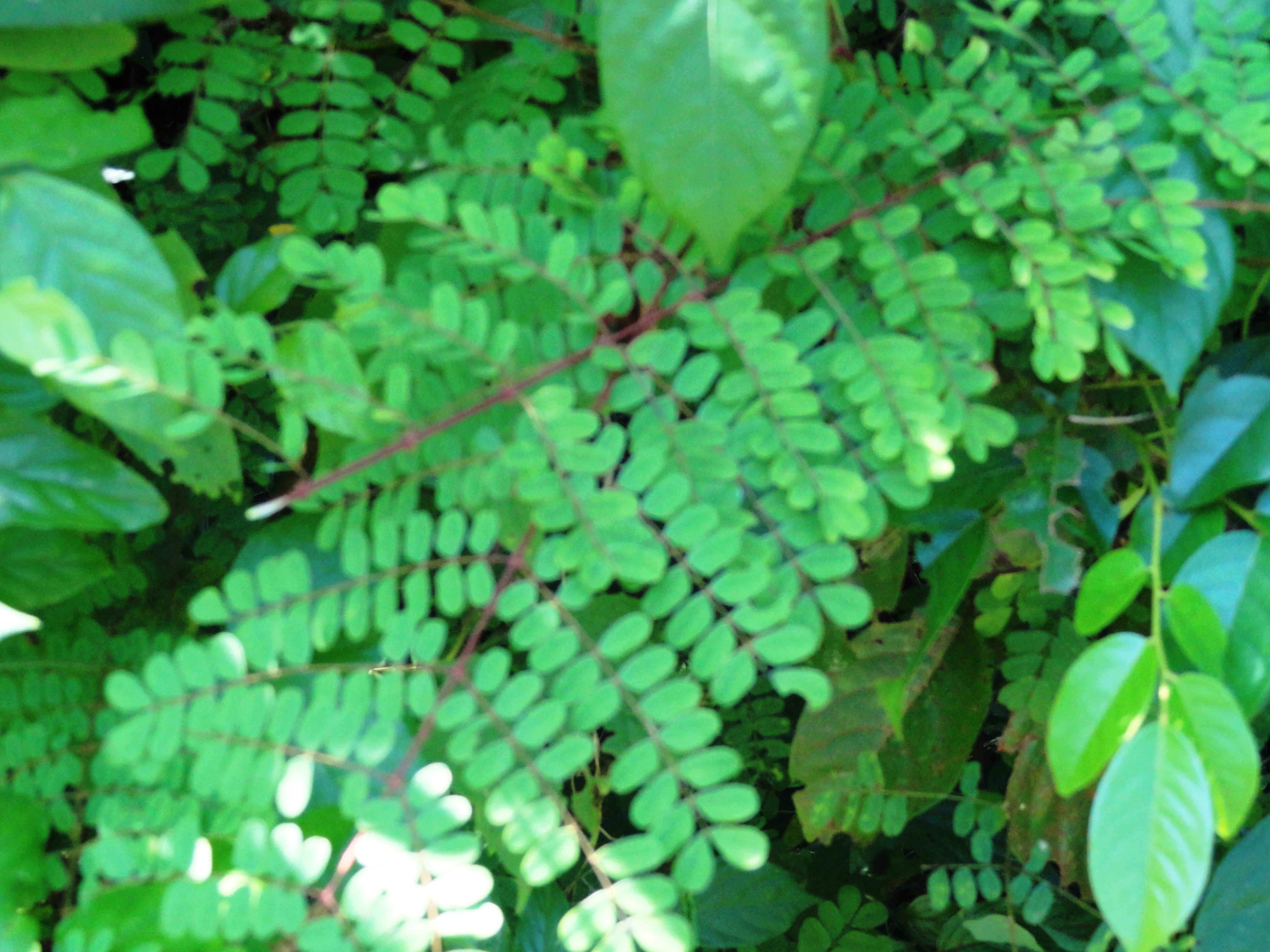 Caesalpinia crista