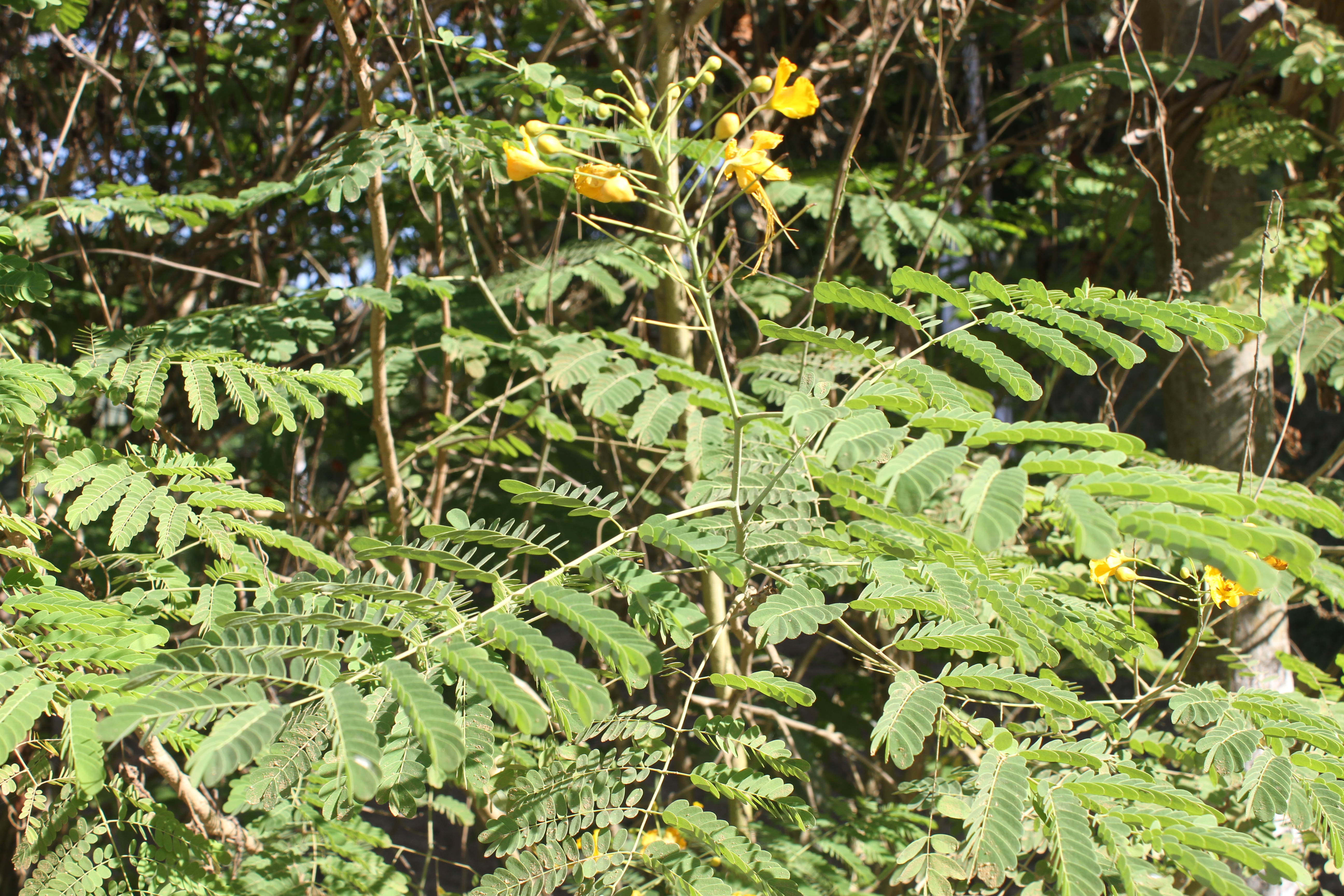 Caesalpinia pulcherrima