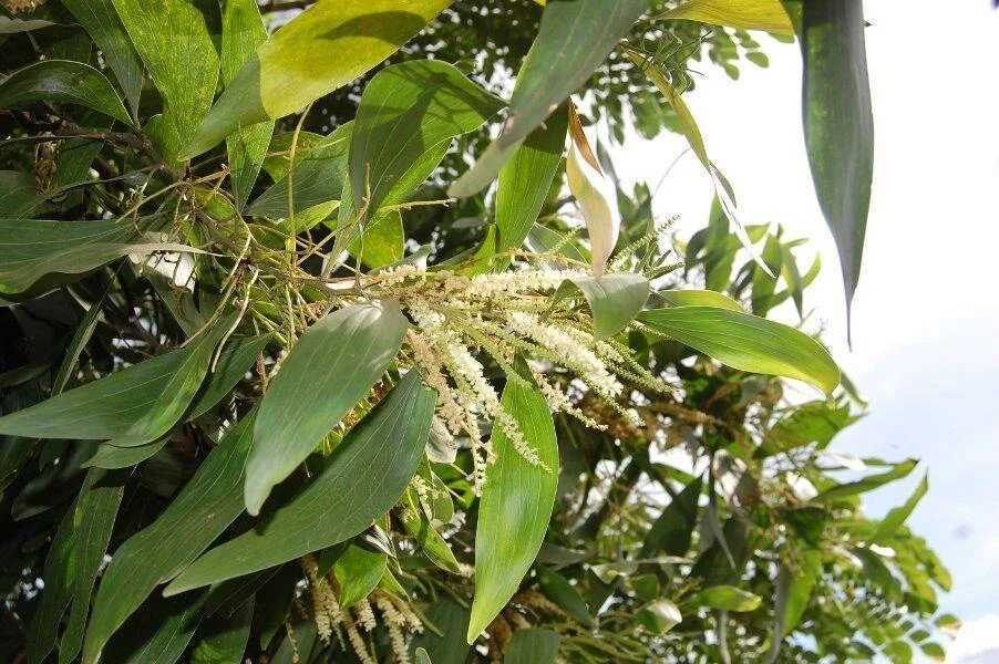 Acacia suma Buch