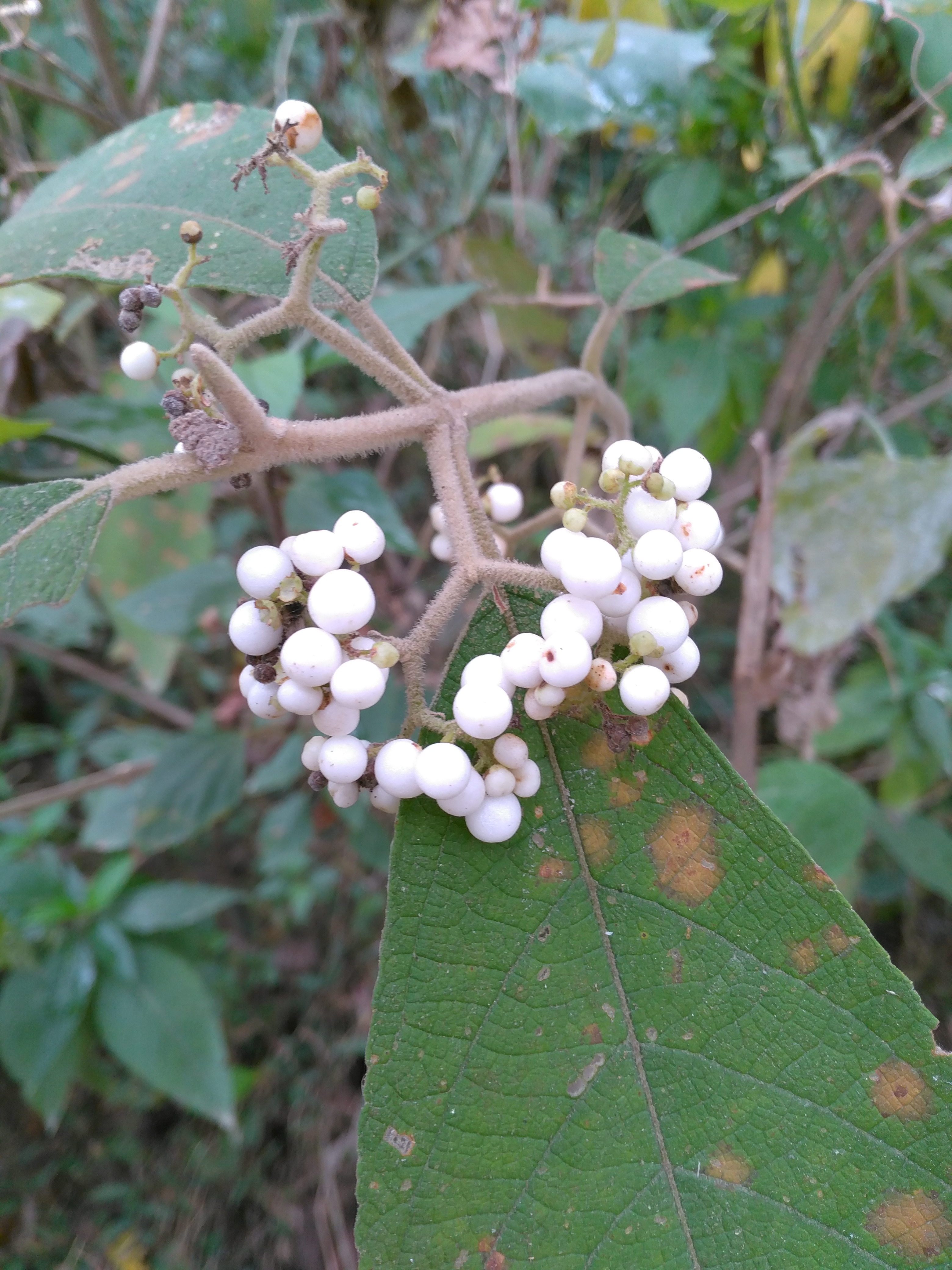 Callicarpa macrophylla
