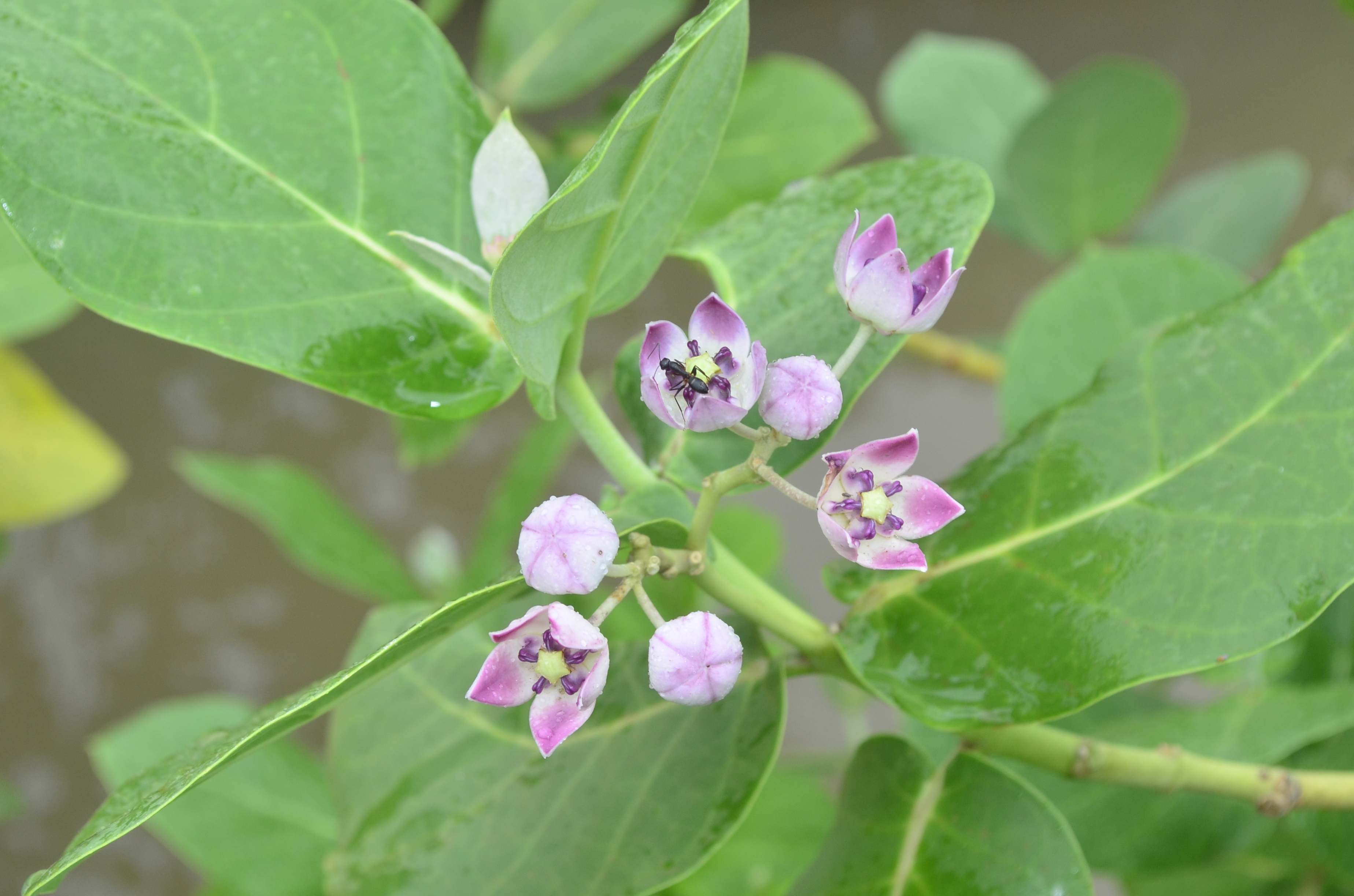 Calotropis procera