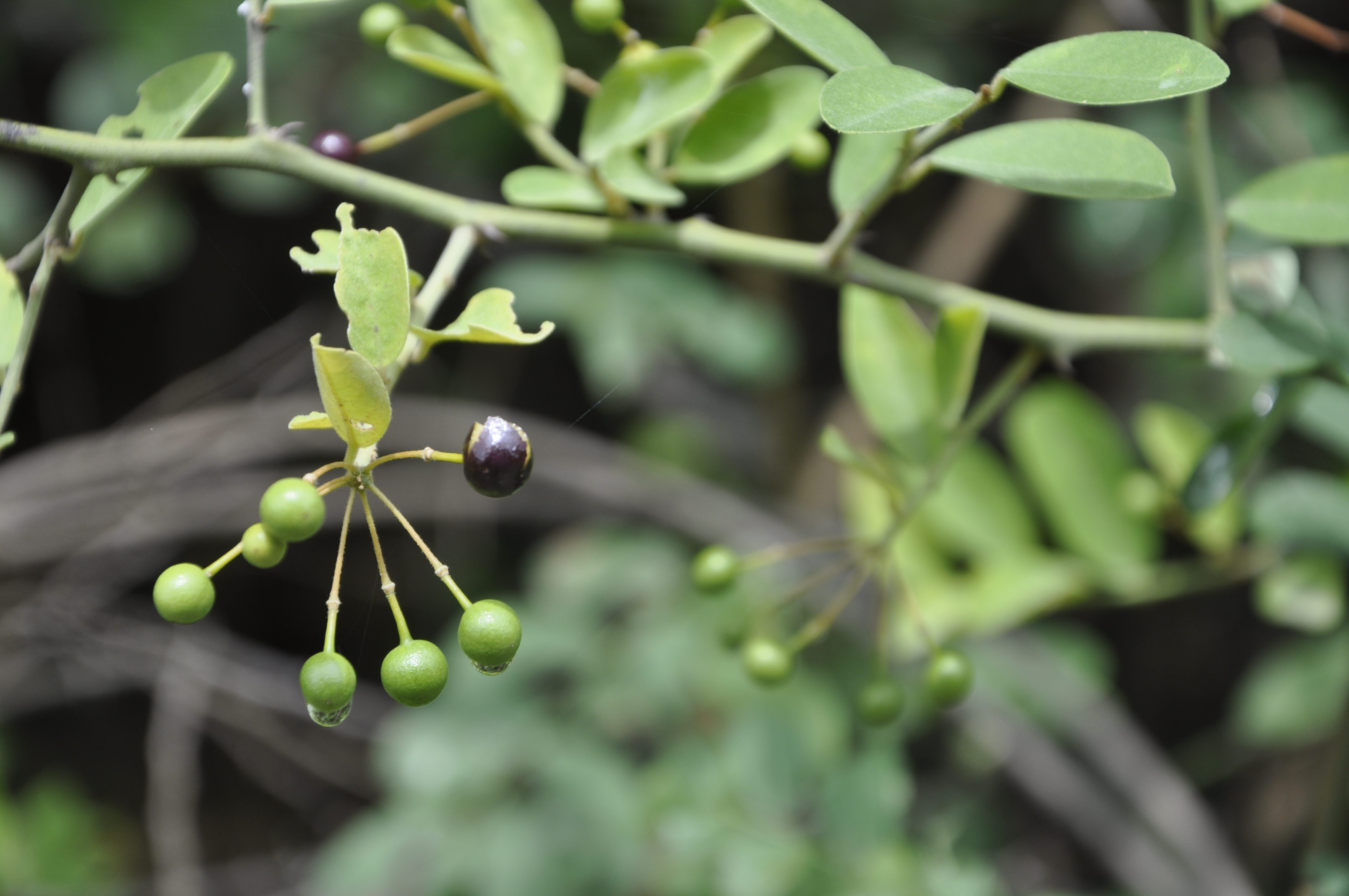 Capparis sepiaria