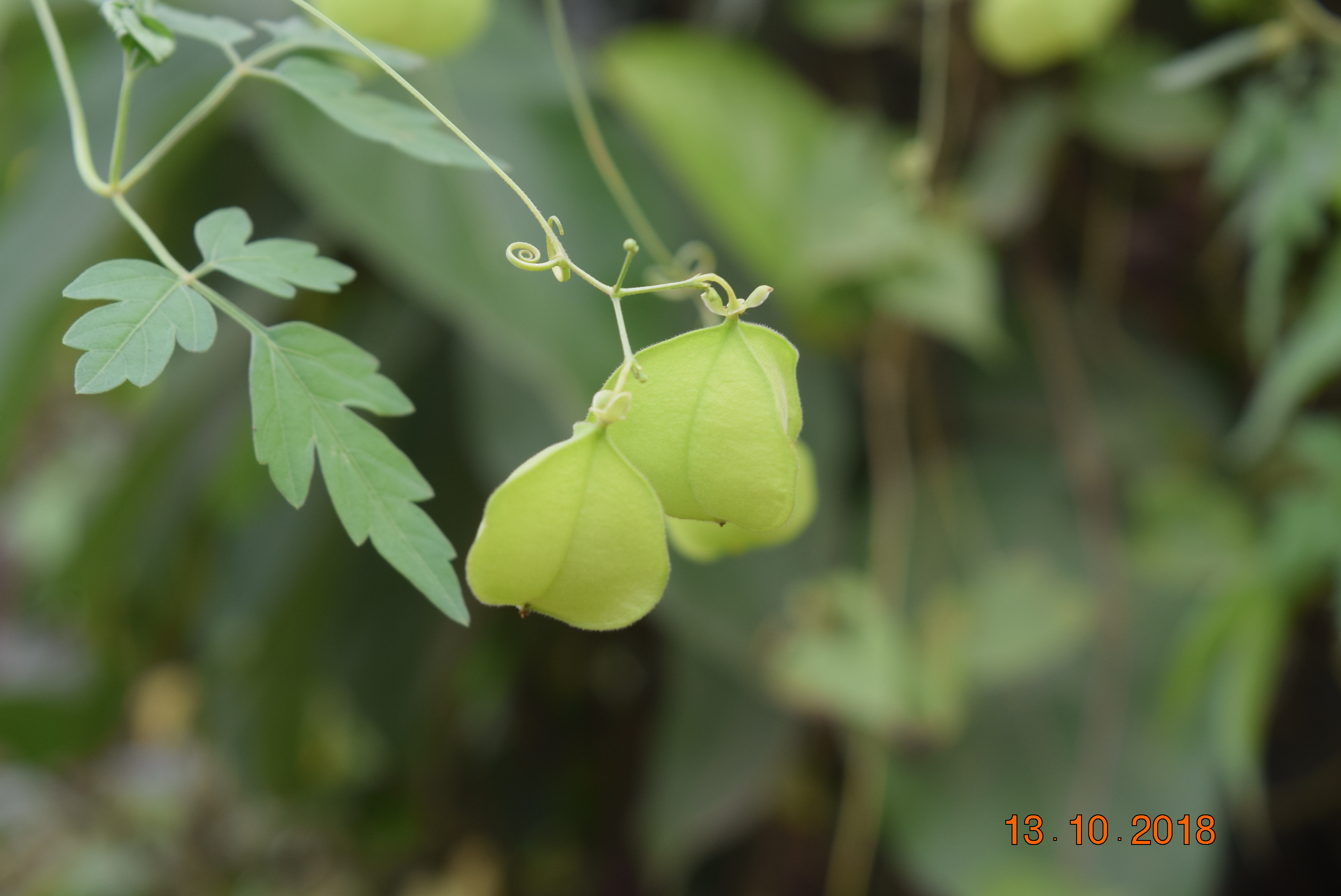 Cardiospermum halicacabum