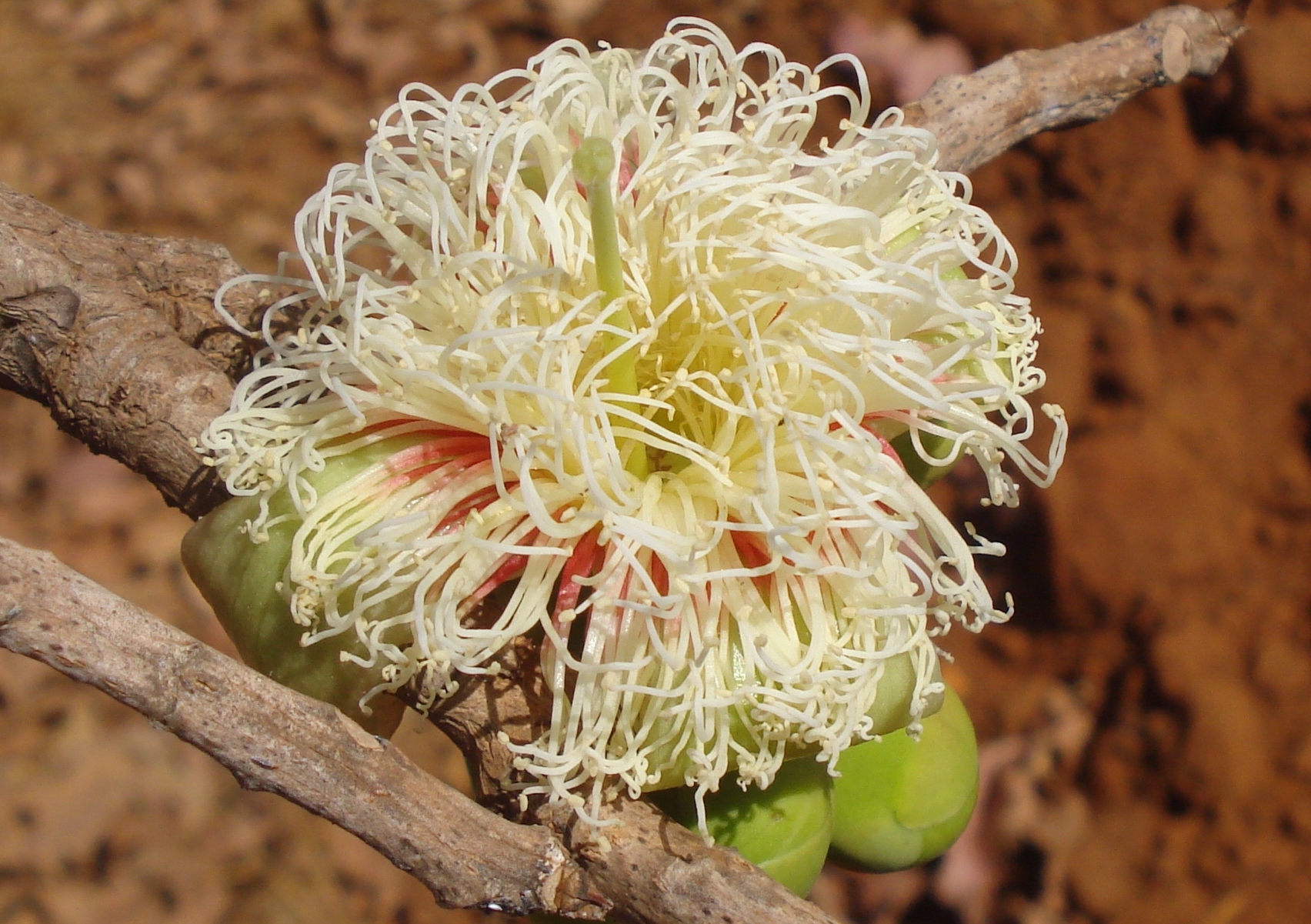 Careya arborea