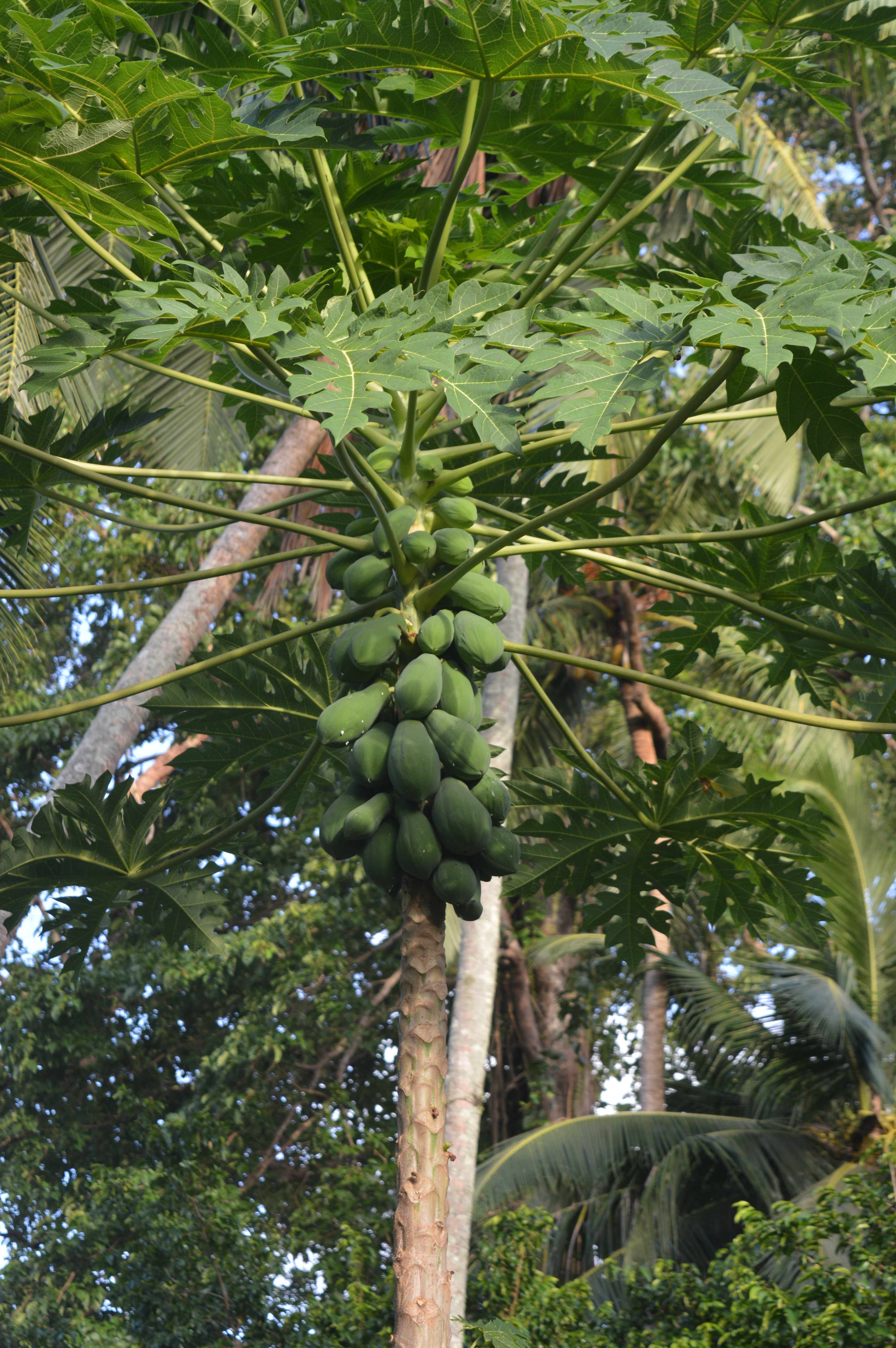 Carica papaya