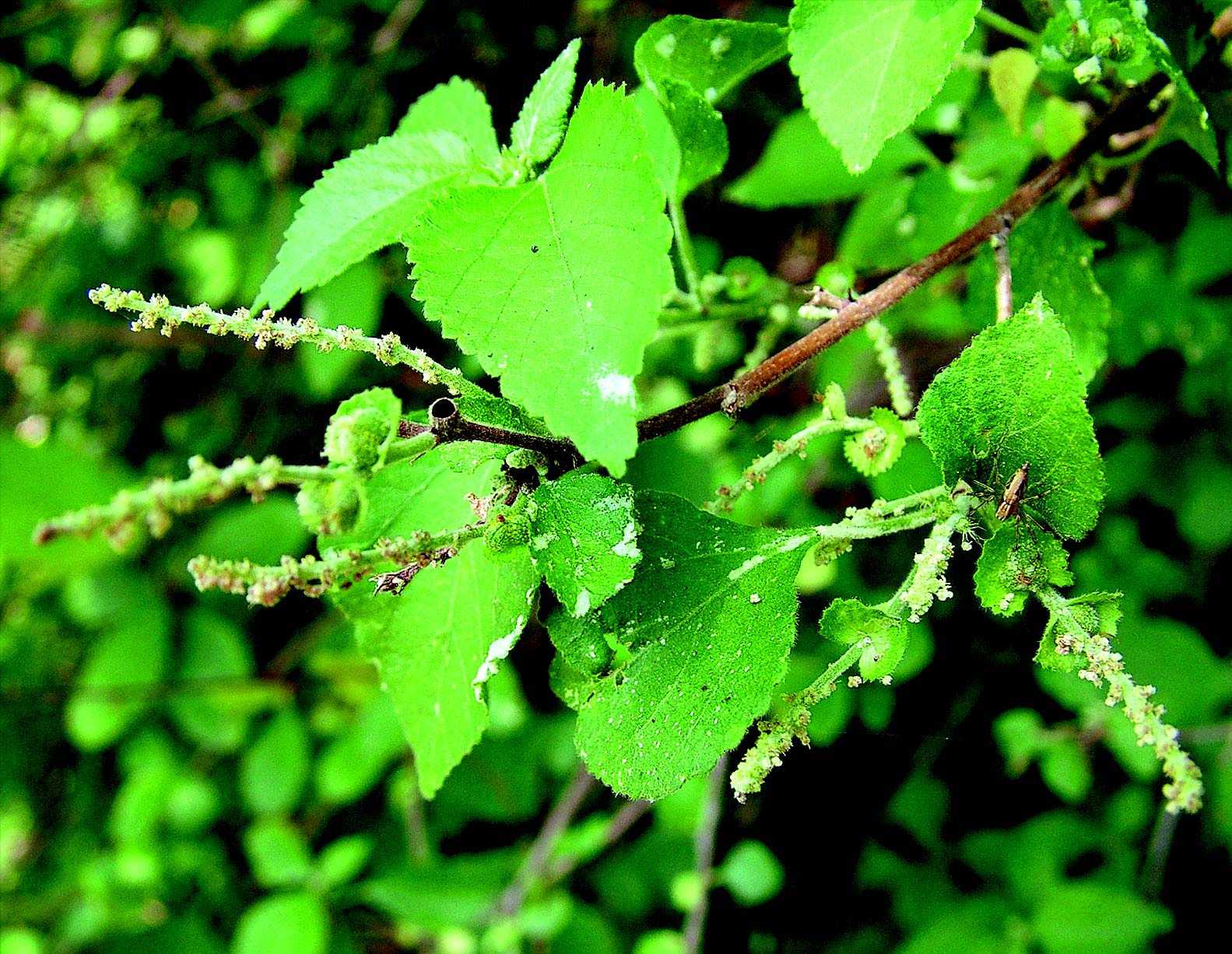 Acalypha fruticosa