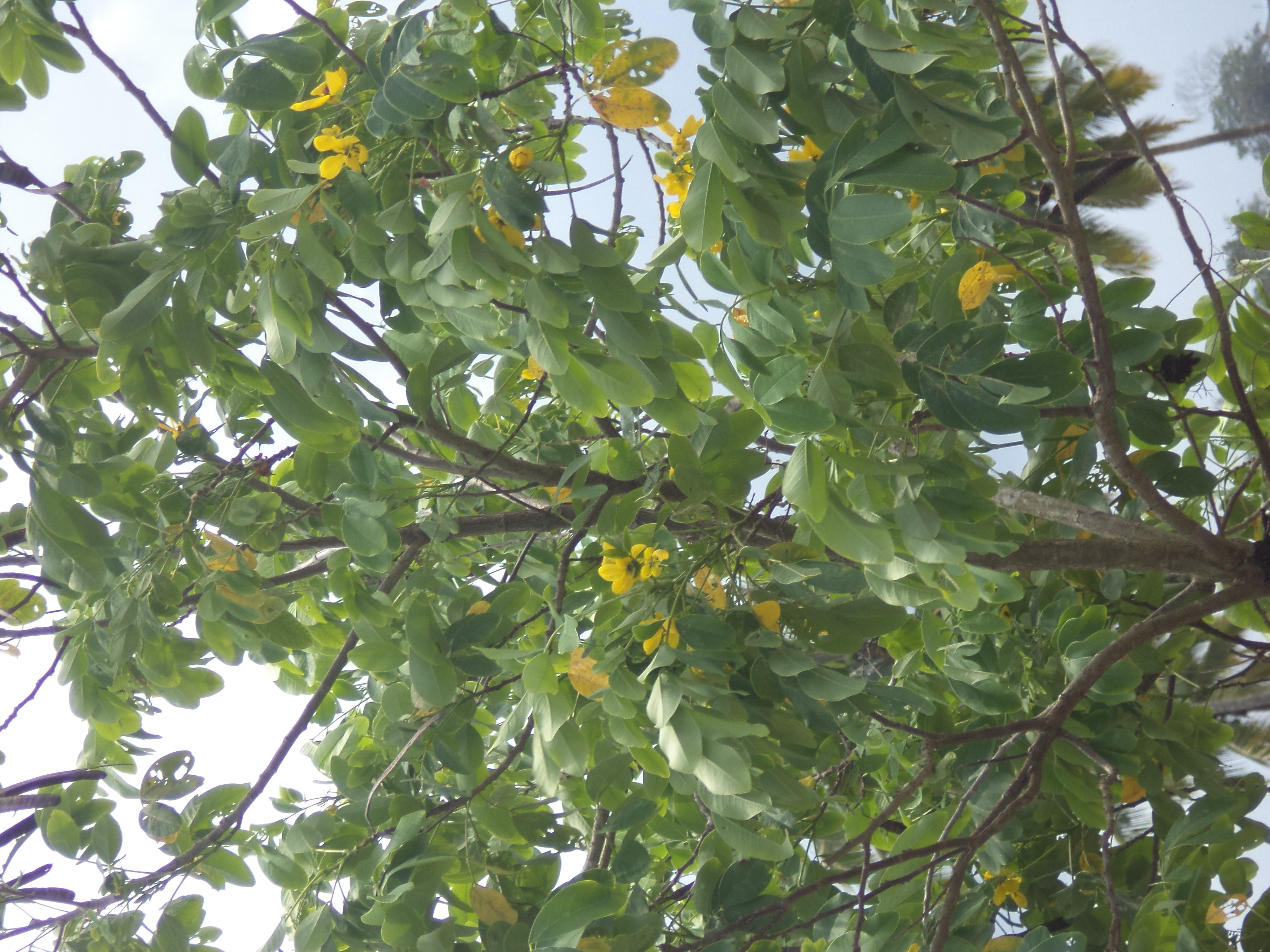Cassia fistula