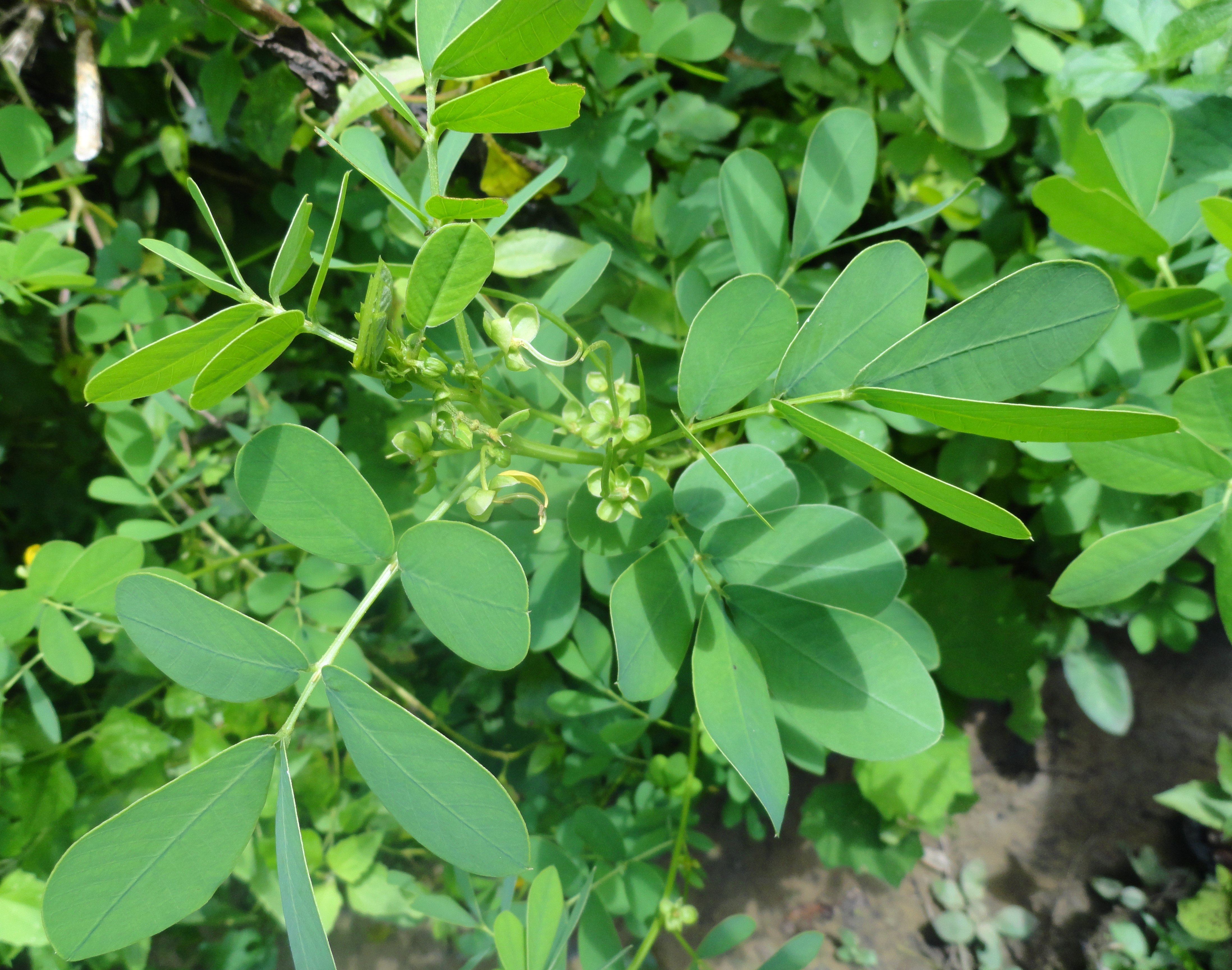 Cassia tora