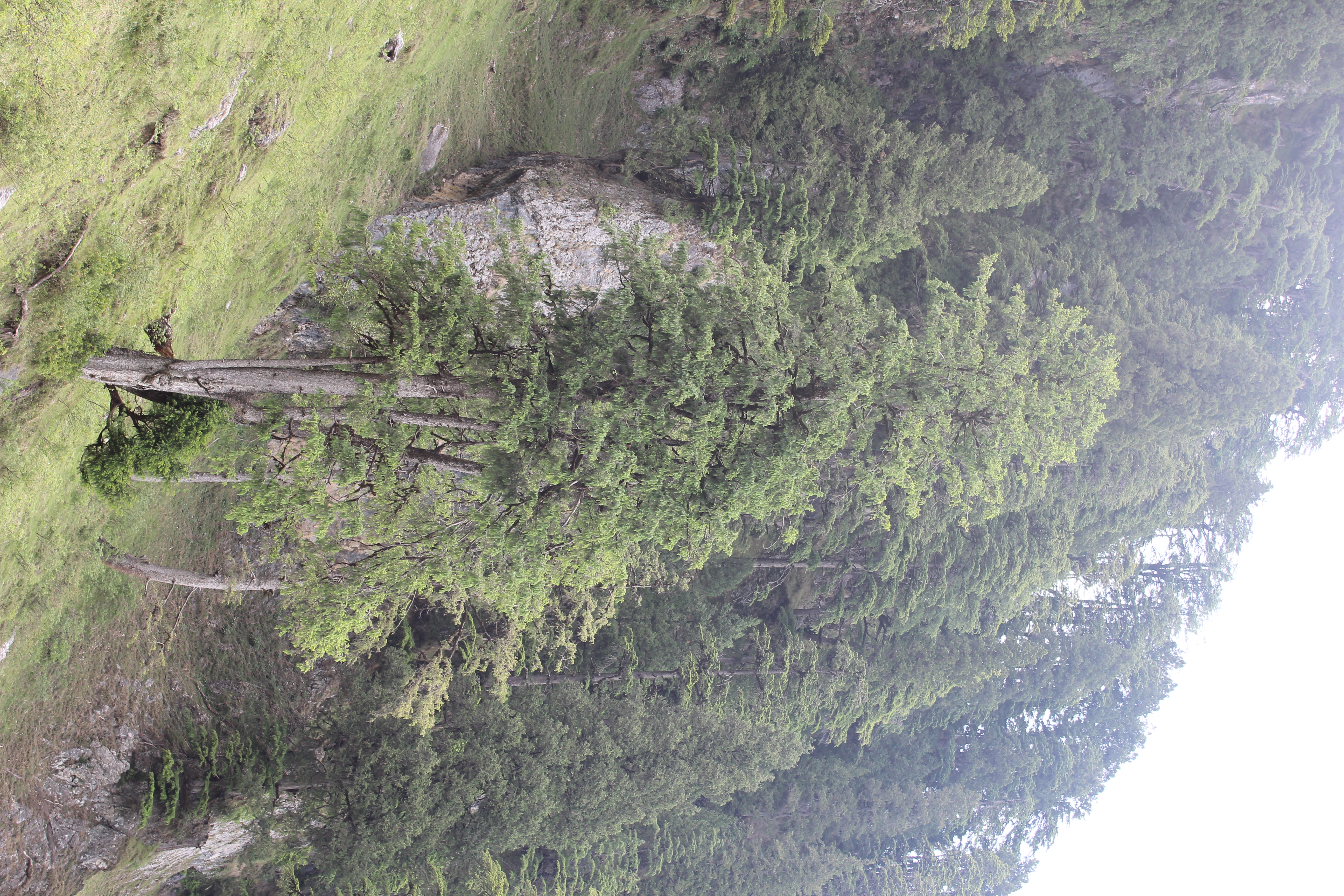 Cedrus deodara
