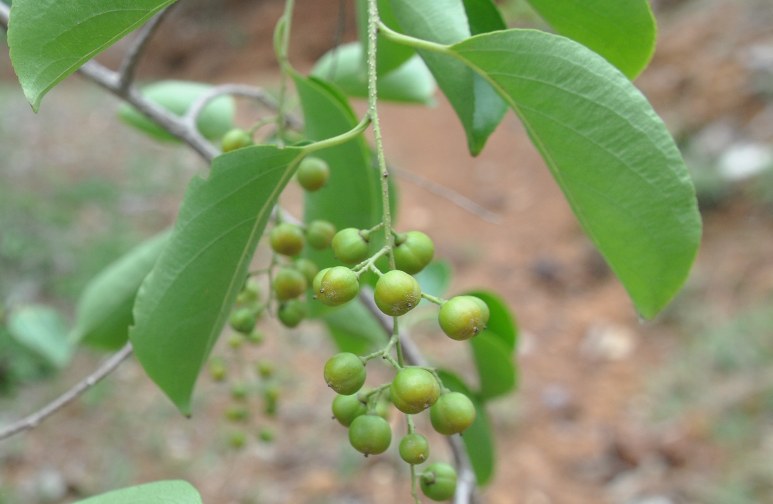 Celastrus paniculatus