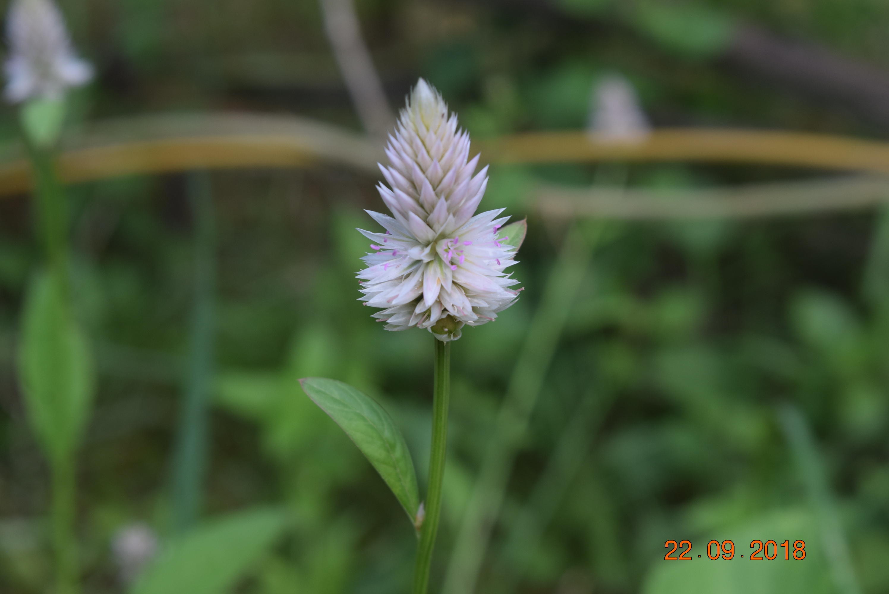 Celosia argentea